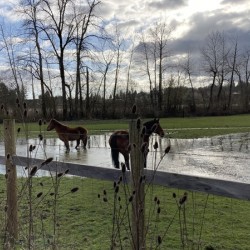 Mac Horses 21