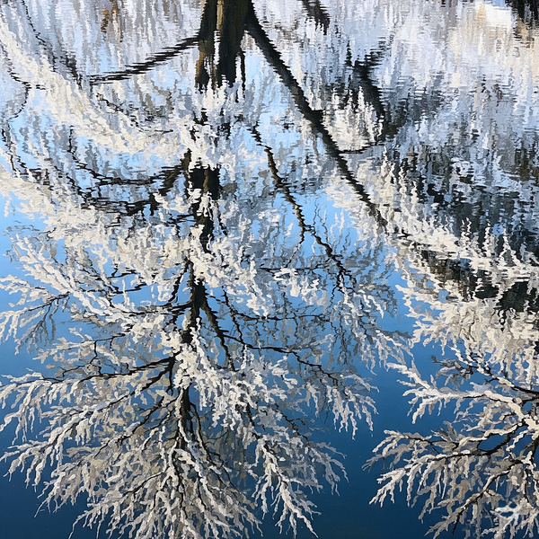 Winter Reflection Print