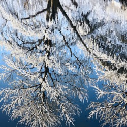 Winter Reflection