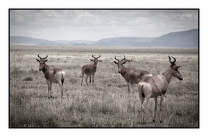 Antelope on the Plains