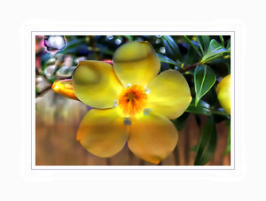 Yellow Flower Glow