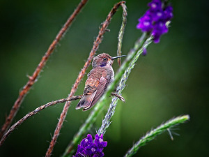 Dance of Nectar