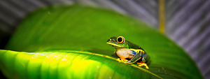 Frog on Leaf