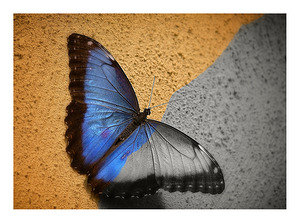 Blue Wing Beauty