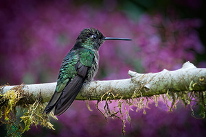 Quiet Jewel