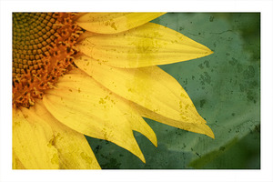 Sunflower Glow