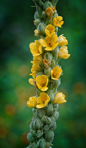 Vertical Symphony of Yellow Blooms