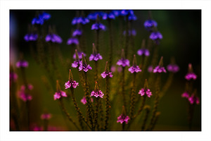 Garden Glow