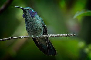 Emerald Whisper