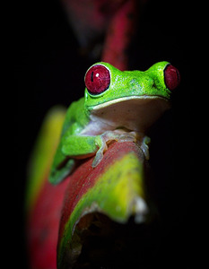 Red-Eyed Tree Frog