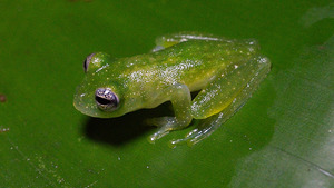 Glass Frog on Leaf
