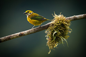 Golden Morning Song