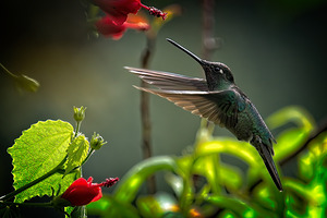 The Nectar Dancer