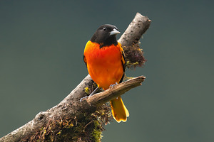 Fire in the Canopy