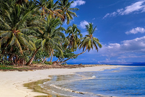 Tropical Shoreline Paradise
