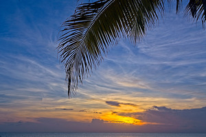 Palm-Framed Sunset