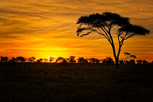 Savanna Gold
