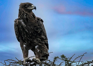 Sky Monarch