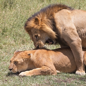 The Lions Claim