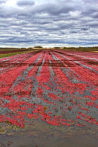 Crimson Harvest