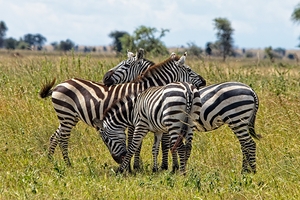 Striped Harmony
