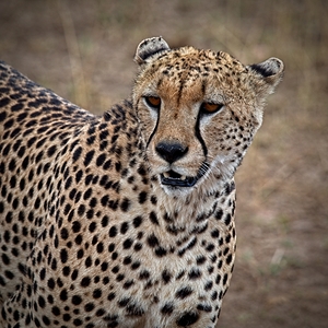 Cheetah Portrait