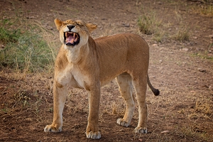 Roar of the Morning