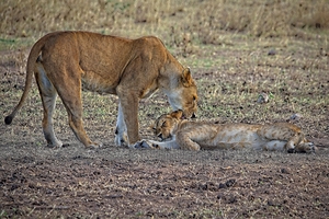 Mother’s Nudge