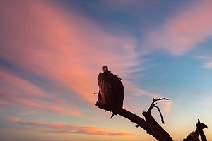 Sky Watcher