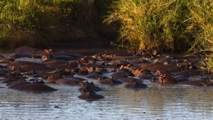 The Hippo Crowd