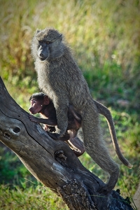 Mother’s Hold