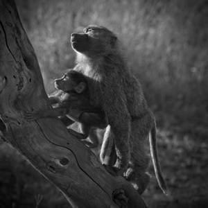 Baboons in Morning Light