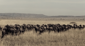 Journey of the Herd