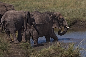 Mud Bath Ritual