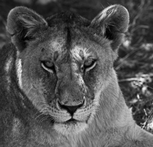 The Lioness Stare