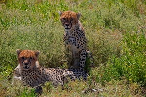 Cheetah Siblings at Rest