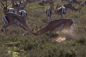 Impala Clash