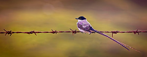 Feathered Sunset
