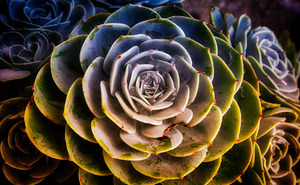 Radiant Succulent Spiral