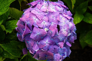 Hydrangea Jewel