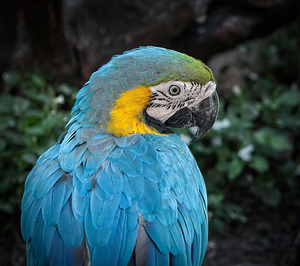 Feathered Jewel