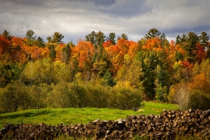 Autumn Harmony