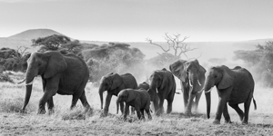 March of the Matriarchs