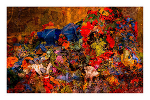 Festival of Color
