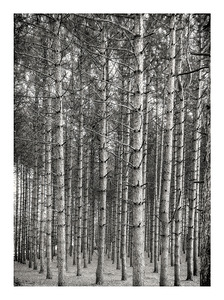 Forest Patterns