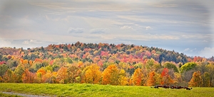  Autumn’s Quiet Meadow