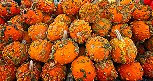 Autumn Harvest Glow