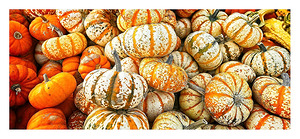 Autumn Harvest