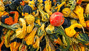 Harvest Chaos
