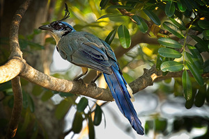 Blue-Crest Sentinel